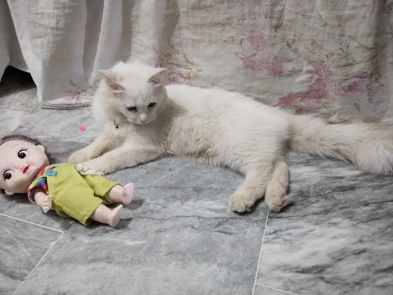 Parisian Cat Male Forsale  3335551245 — photo 6