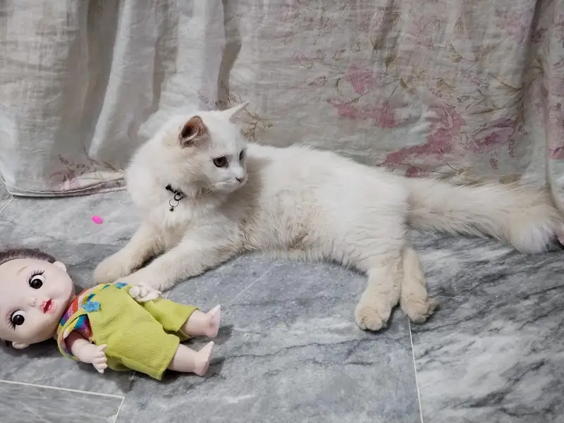 Parisian Cat Male Forsale  3335551245 — photo 7