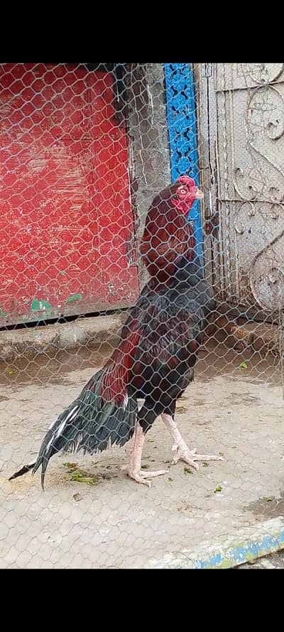 Lakha breeder khari takhti
