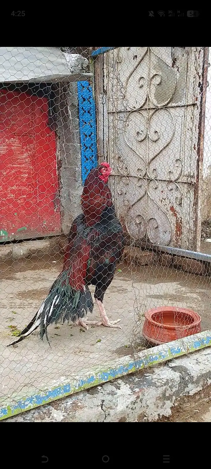 Lakha breeder khari takhti — photo 2