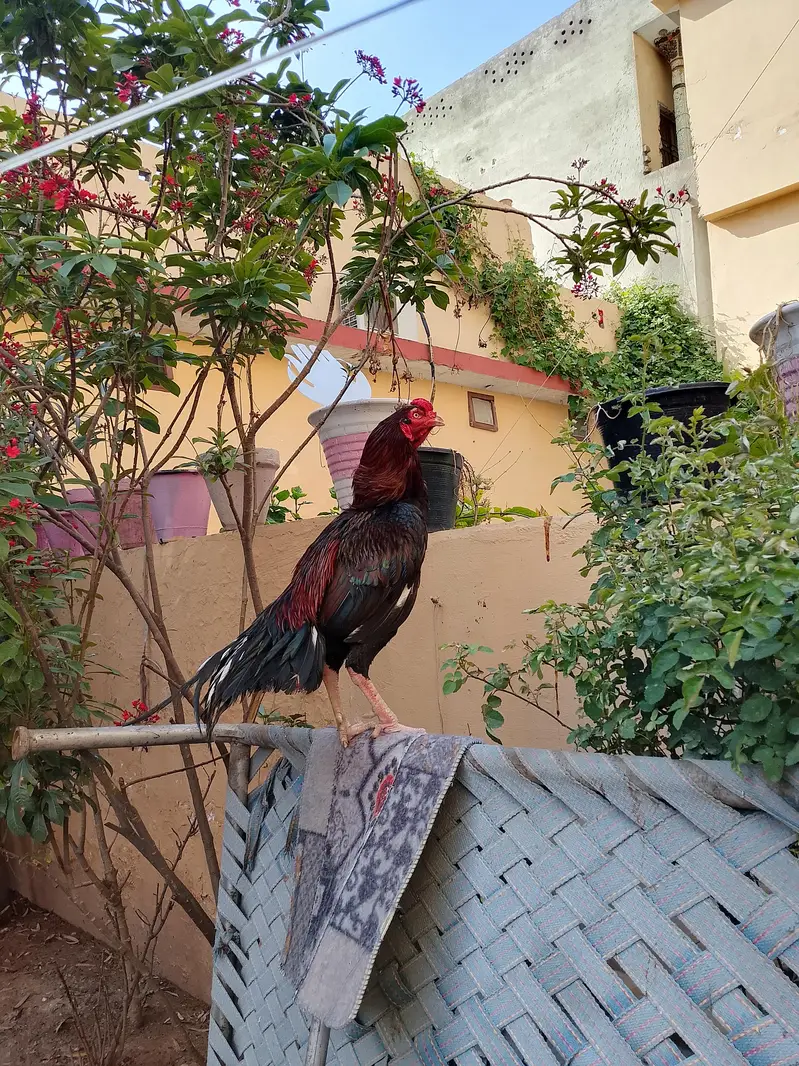 Lakha breeder khari takhti — photo 3