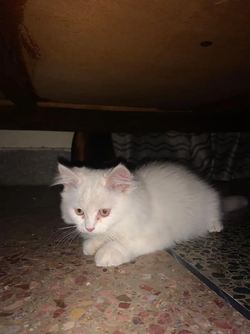 FM PET CLINIC-2 — photo 2