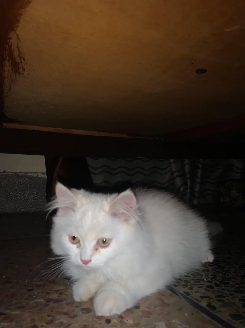 FM PET CLINIC-2 — photo 5