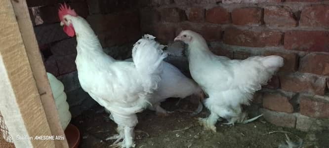 1 male 3 female top quality