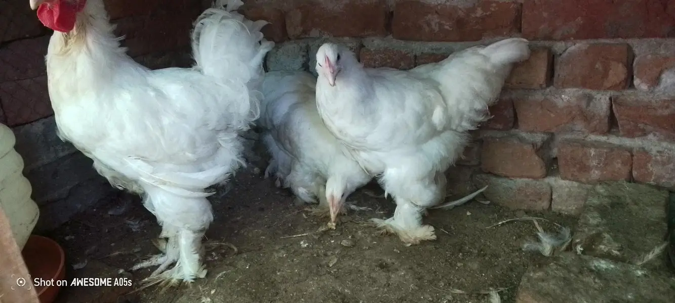 1 male 3 female top quality — photo 2