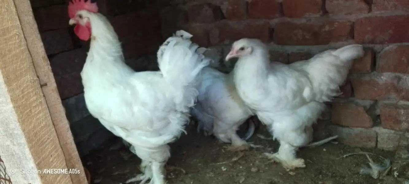 1 male 3 female top quality — photo 3