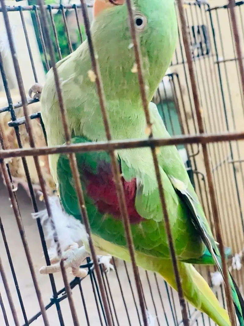 Kashmiri Raw parrot female breader talking — photo 2