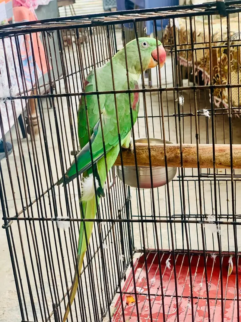 Kashmiri Raw parrot female breader talking — photo 3