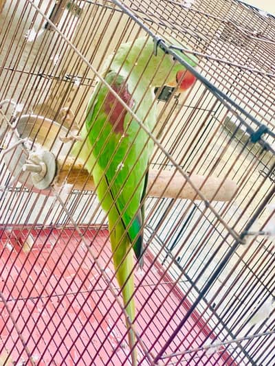 Kashmiri Raw parrot female breader talking
