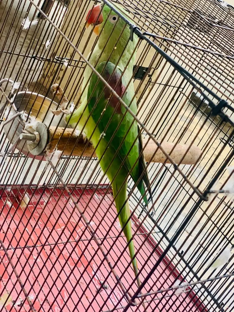 Kashmiri Raw parrot female breader talking — photo 4
