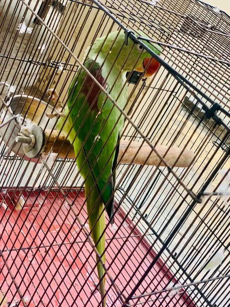 Kashmiri Raw parrot female breader talking — photo 5