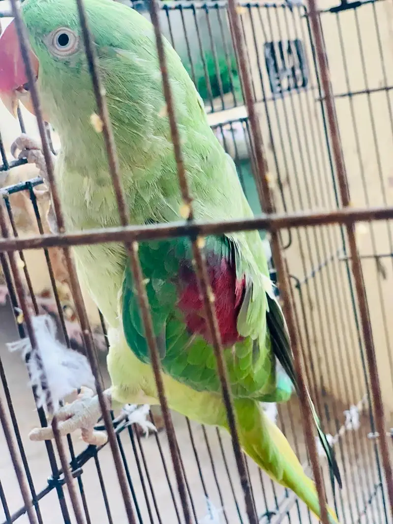 Kashmiri Raw parrot female breader talking — photo 6