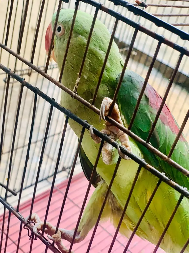 Kashmiri Raw parrot female breader talking — photo 7