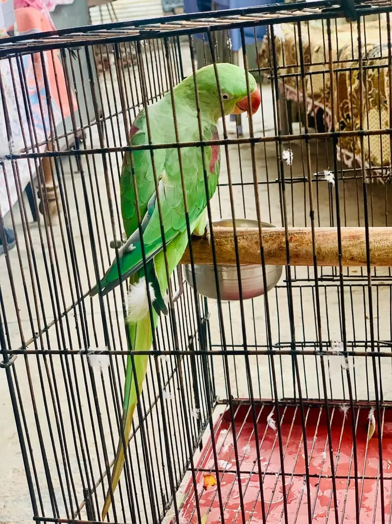 Kashmiri Raw parrot female breader talking — photo 8
