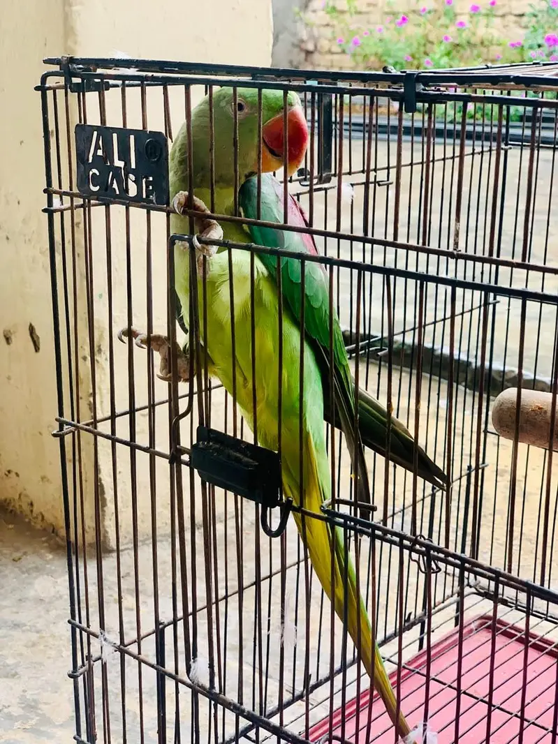 Kashmiri Raw parrot female breader talking — photo 9