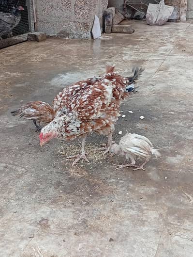 female with 2 chicks