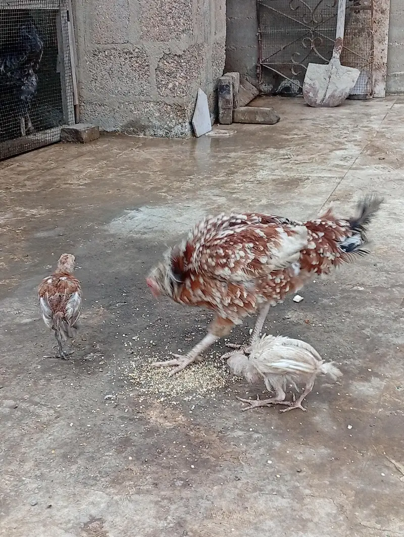 female with 2 chicks — photo 2
