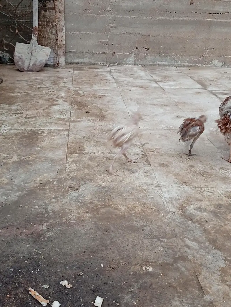 female with 2 chicks — photo 3