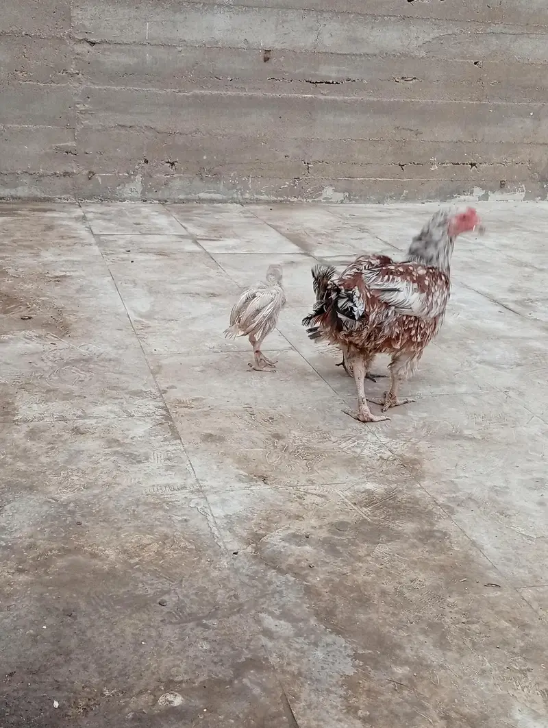 female with 2 chicks — photo 4
