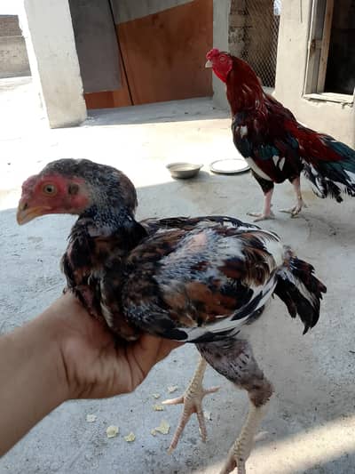 3 Aseel chicks