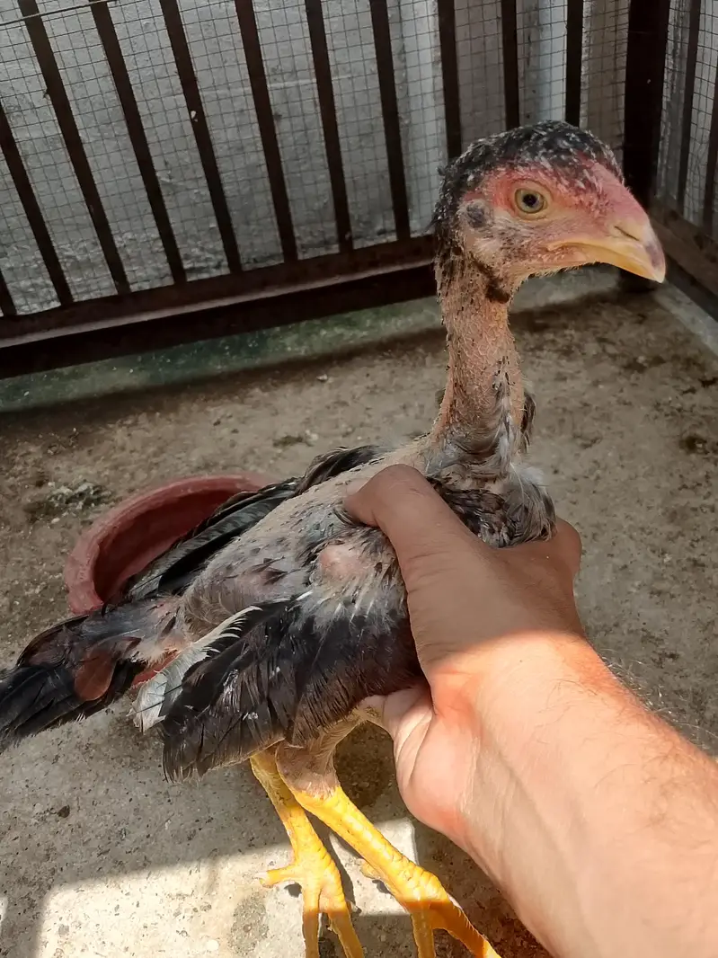 3 Aseel chicks — photo 2