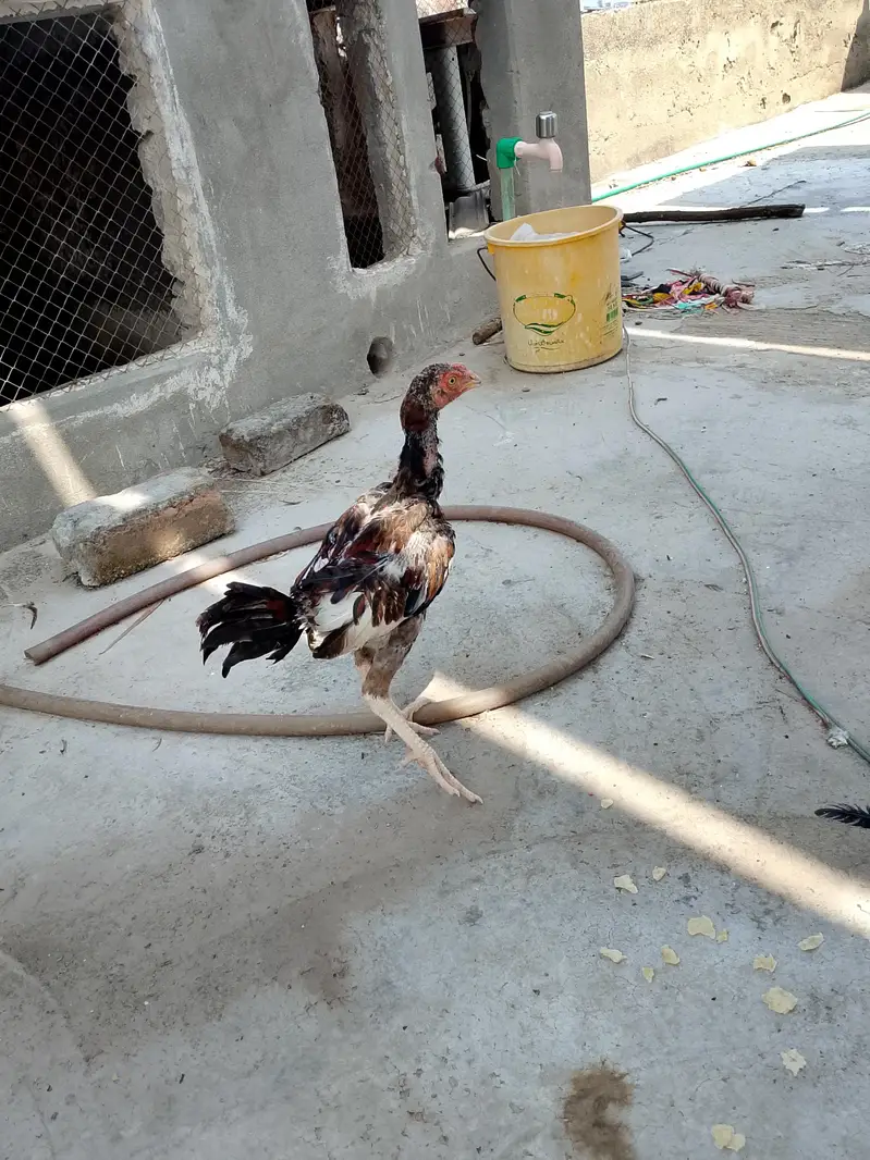 3 Aseel chicks — photo 3