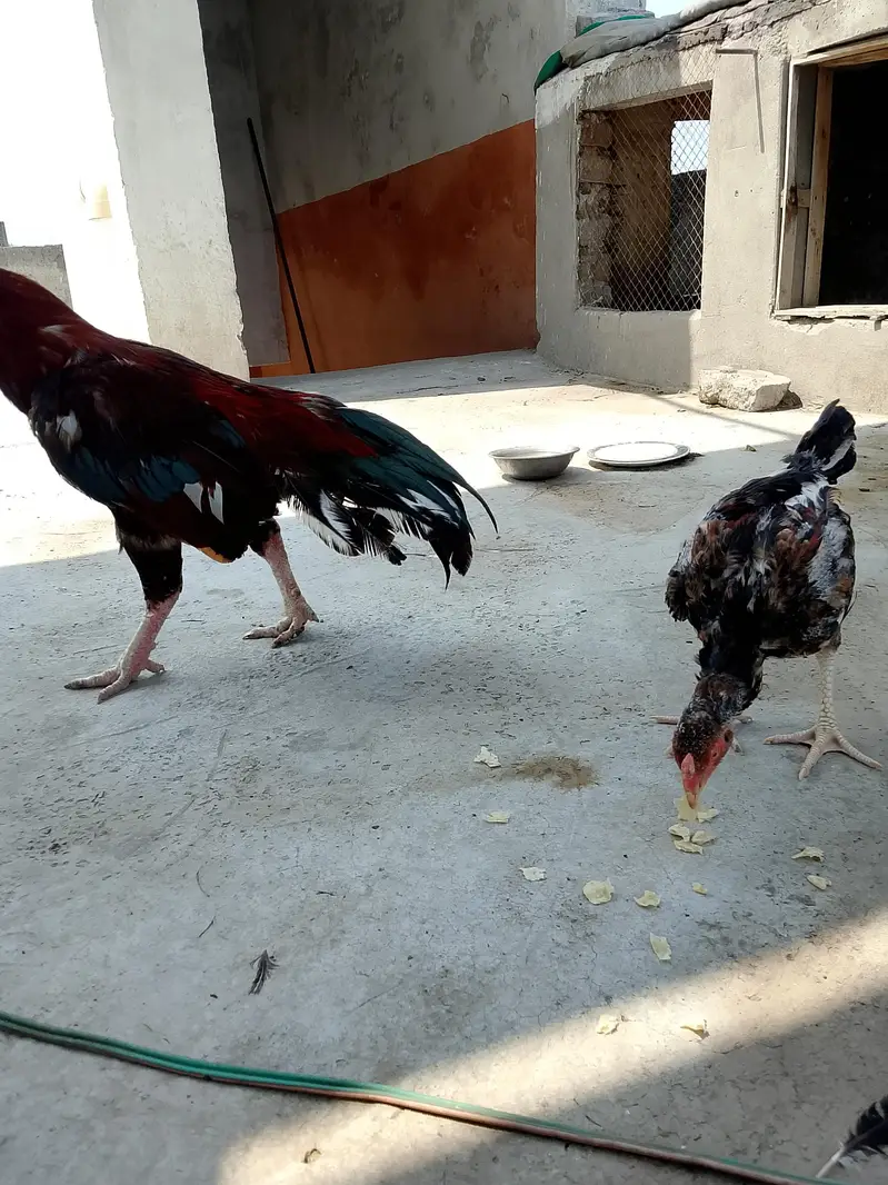 3 Aseel chicks — photo 4