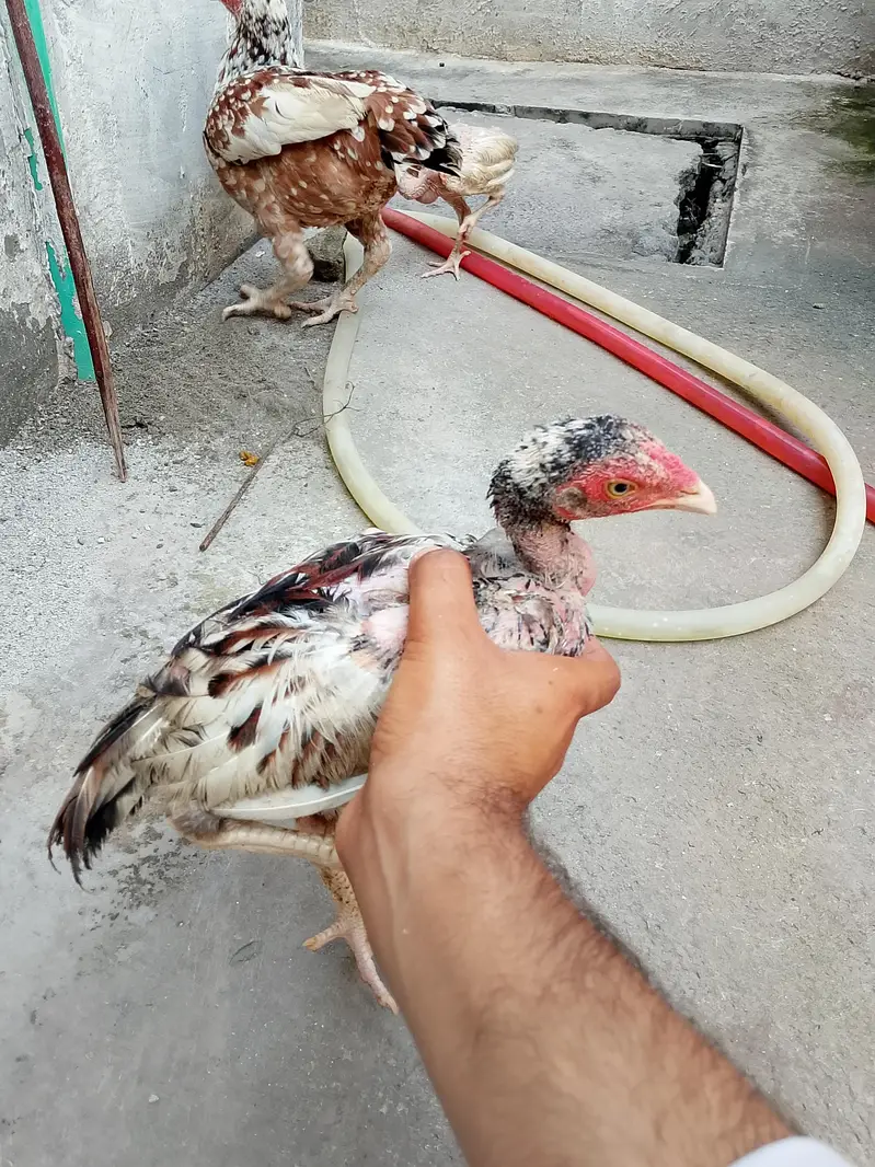 3 Aseel chicks — photo 5
