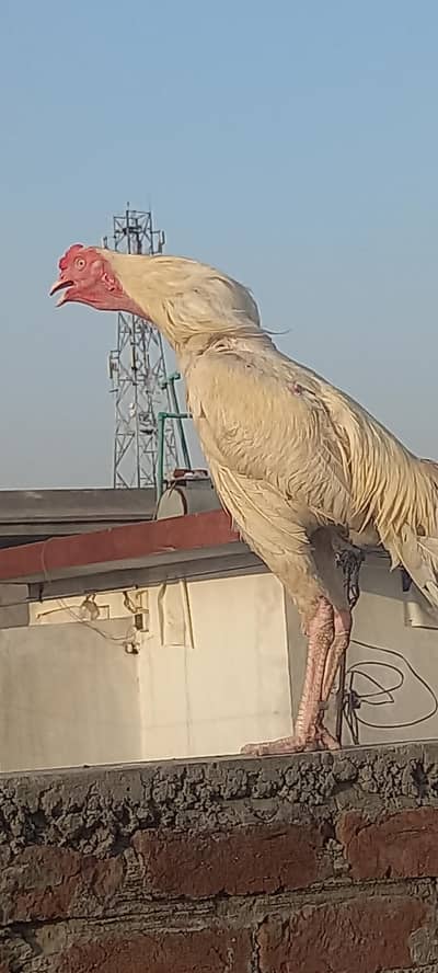 Heera wait pepar aseel