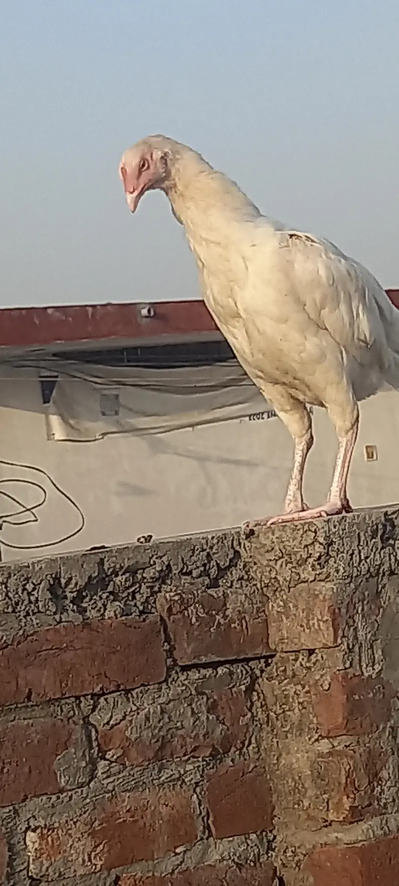 Heera wait pepar aseel — photo 2