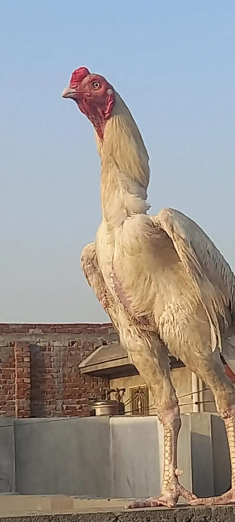 Heera wait pepar aseel — photo 3
