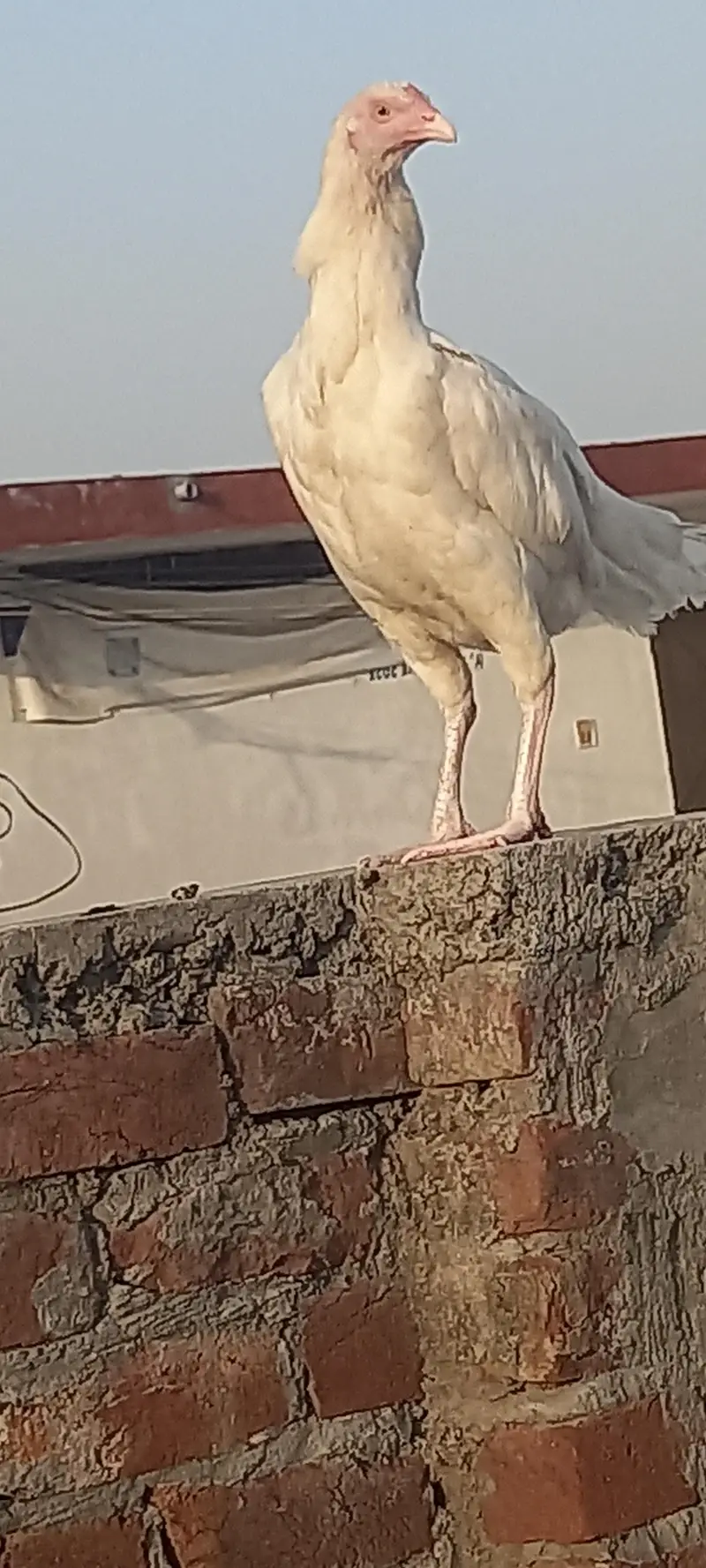 Heera wait pepar aseel — photo 4