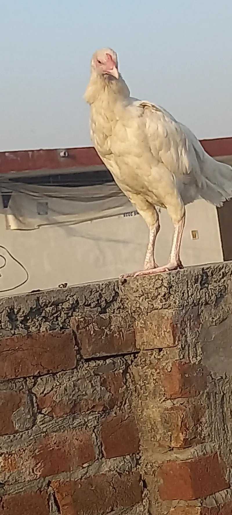 Heera wait pepar aseel — photo 5