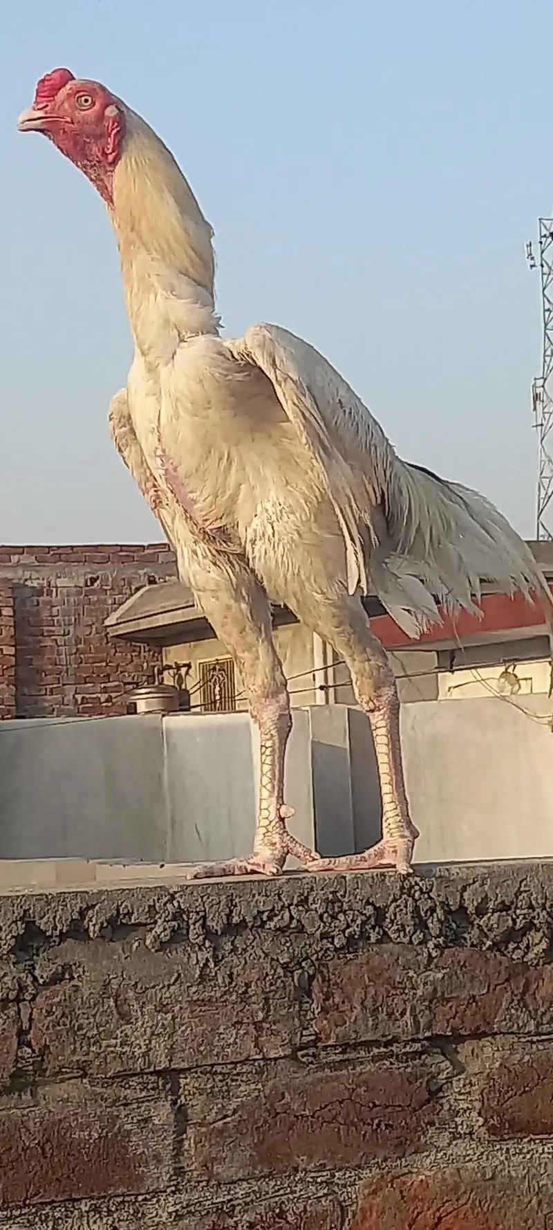 Heera wait pepar aseel — photo 6