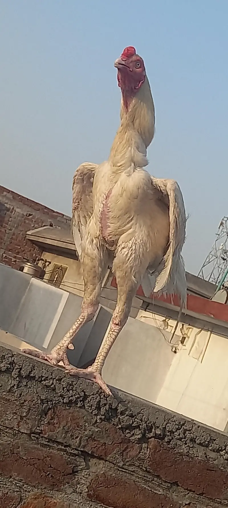 Heera wait pepar aseel — photo 7