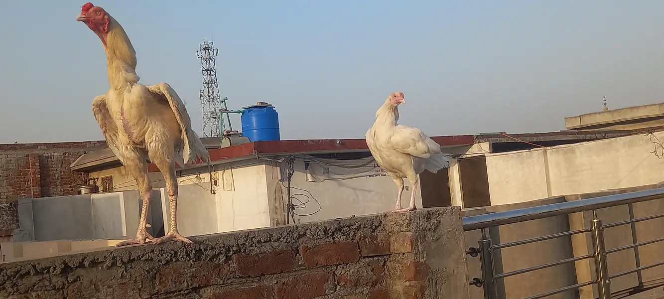 Heera wait pepar aseel — photo 8