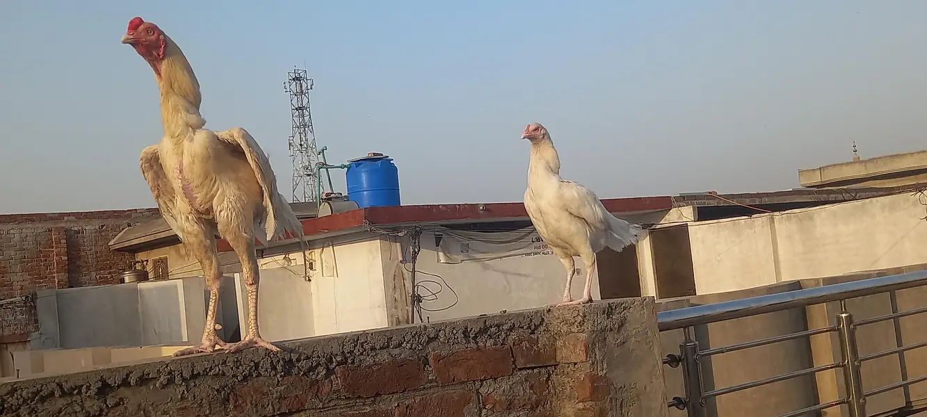 Heera wait pepar aseel — photo 9
