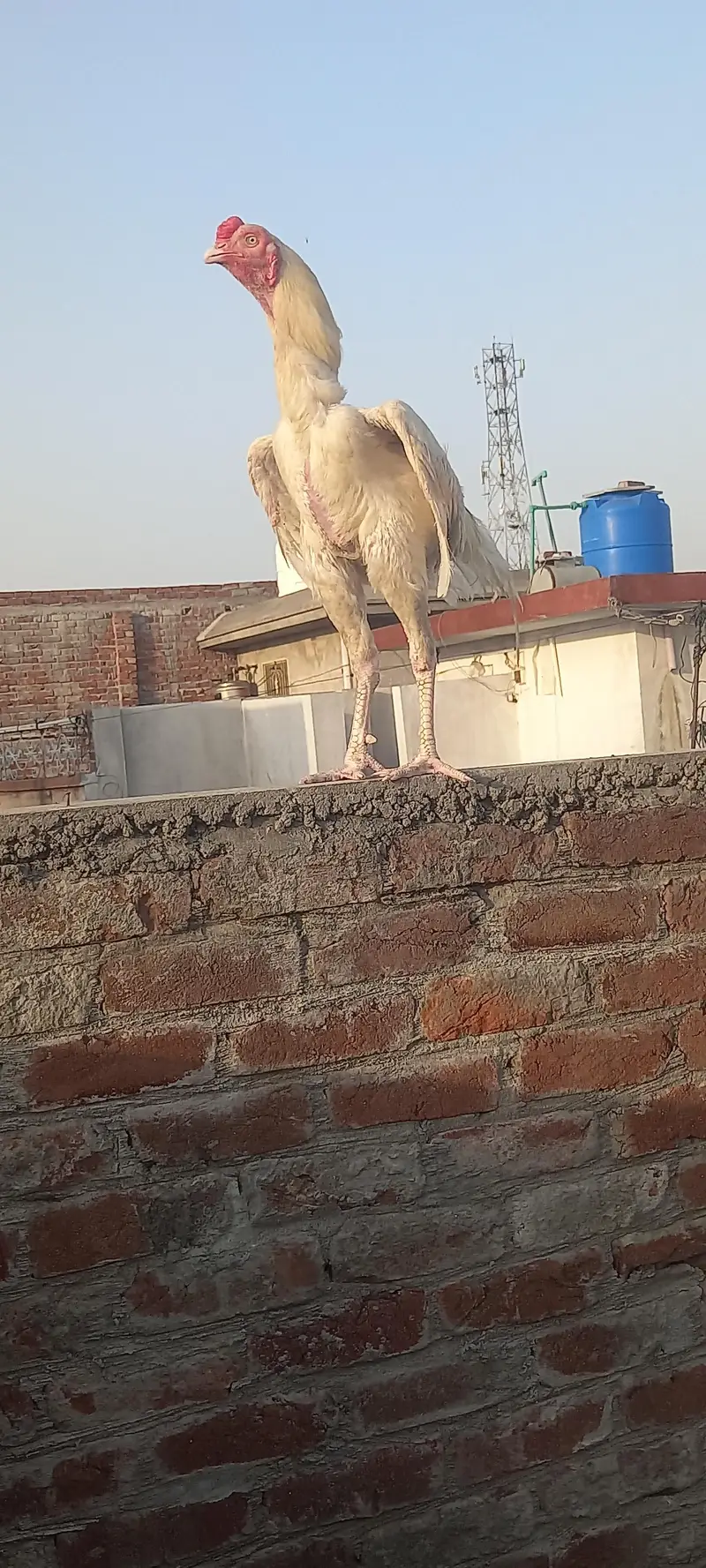 Heera wait pepar aseel — photo 10