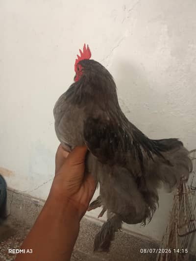 bantam male