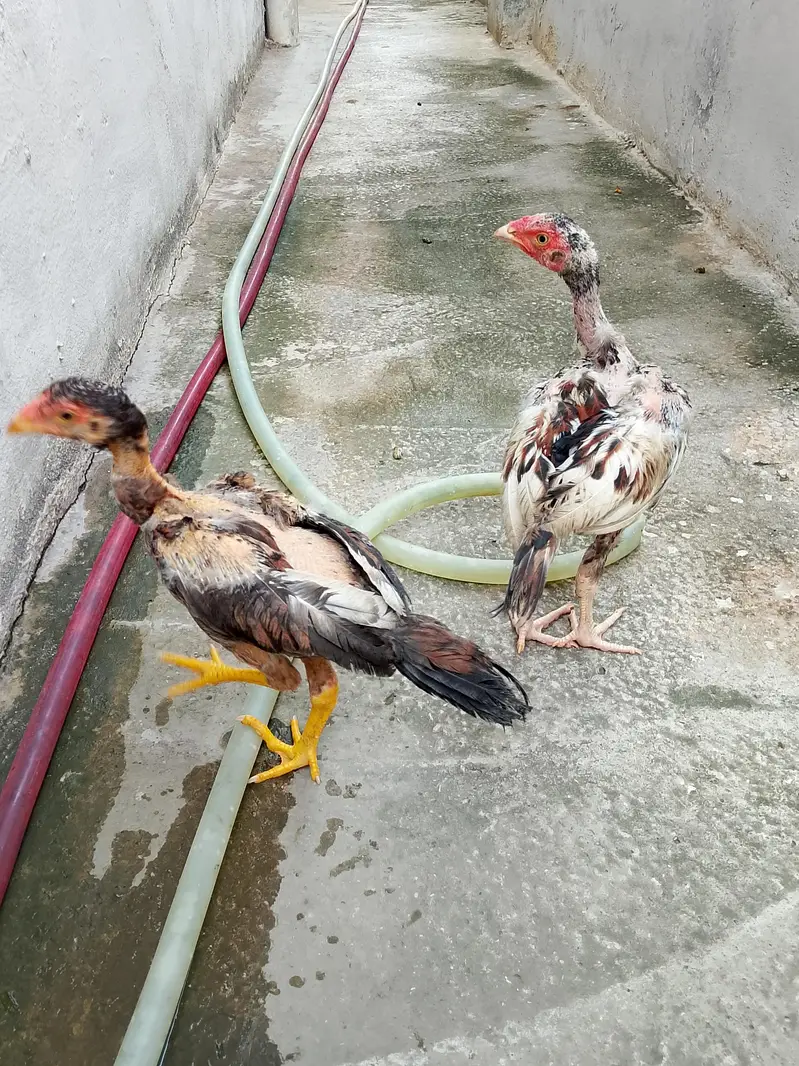 3 Aseel chicks — photo 6