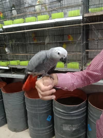 grey parrots chicks