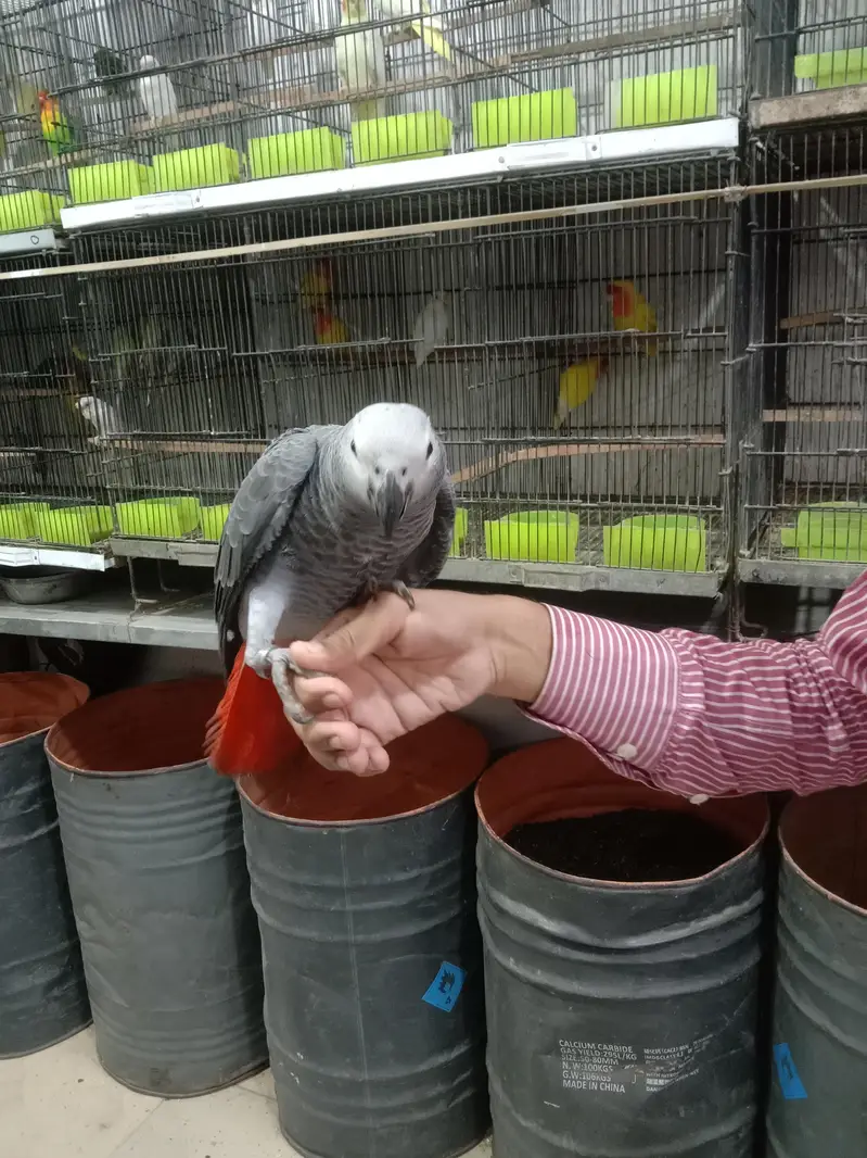 grey parrots chicks — photo 2