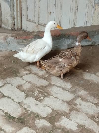 Desi Ducks Pair for sale.
