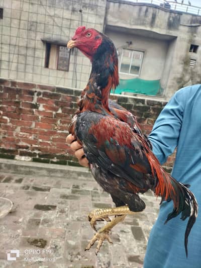 pure aseel breeed  quality Thai + pkoy hens