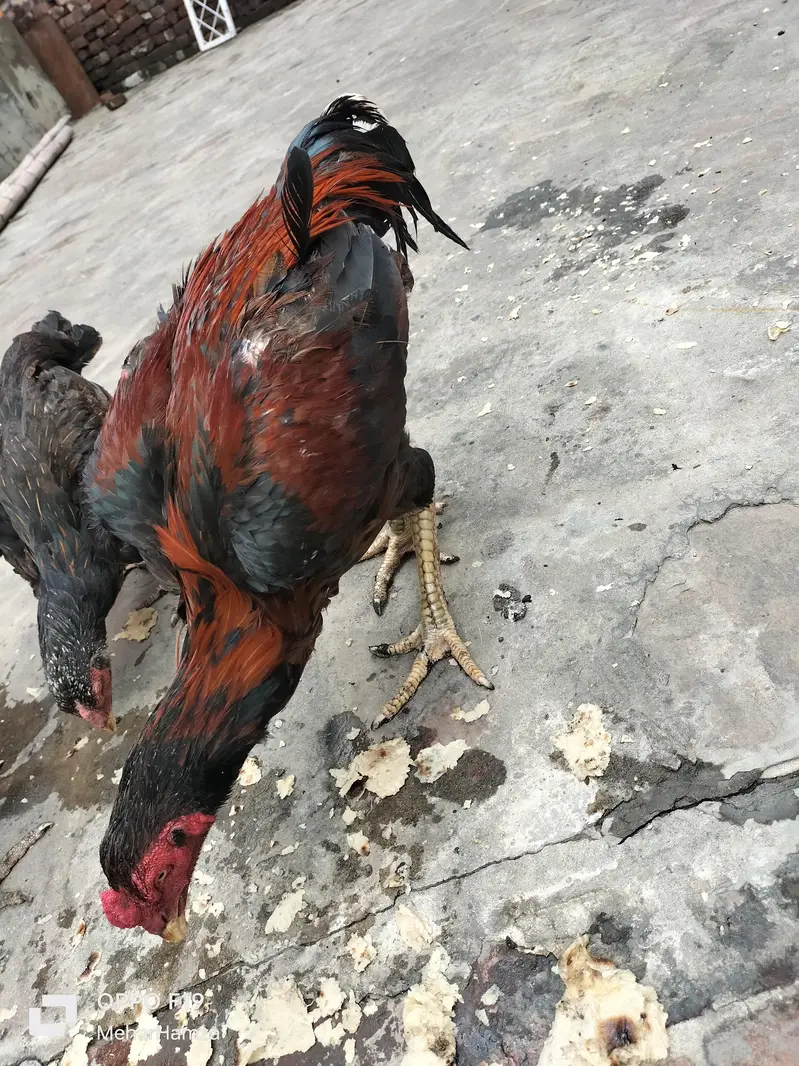 pure aseel breeed  quality Thai + pkoy hens — photo 2