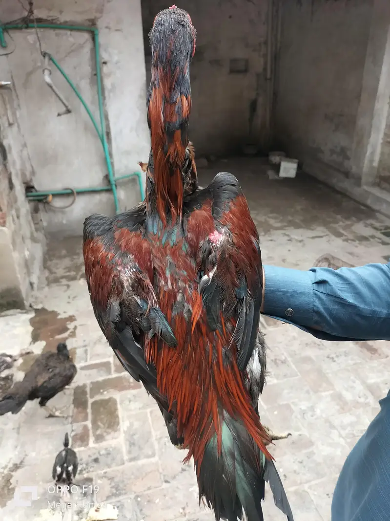 pure aseel breeed  quality Thai + pkoy hens — photo 3