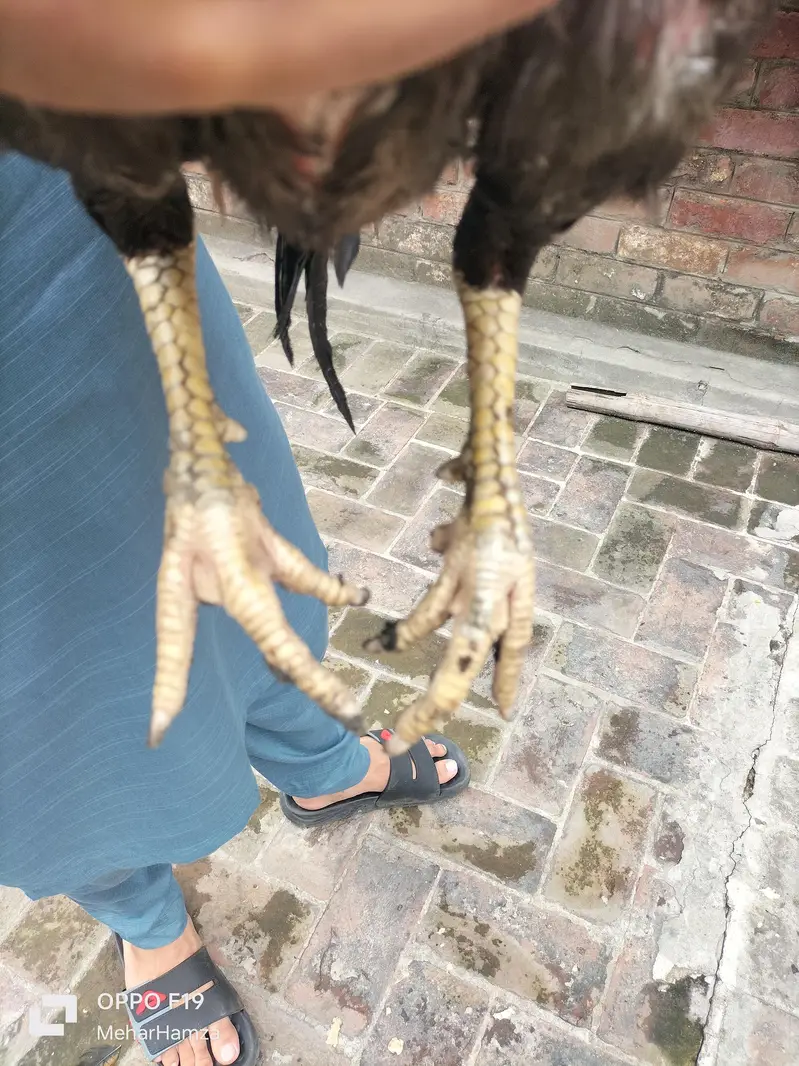pure aseel breeed  quality Thai + pkoy hens — photo 4