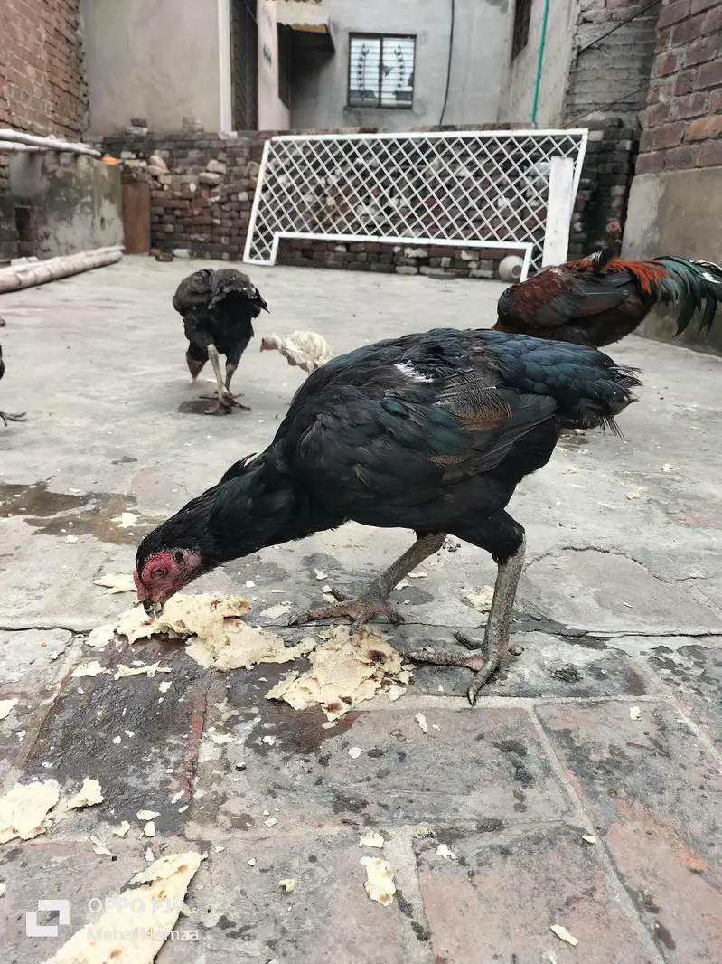pure aseel breeed  quality Thai + pkoy hens — photo 5