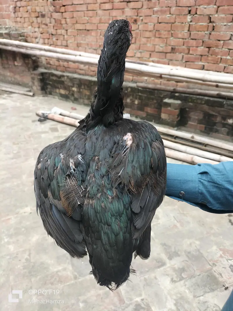 pure aseel breeed  quality Thai + pkoy hens — photo 6