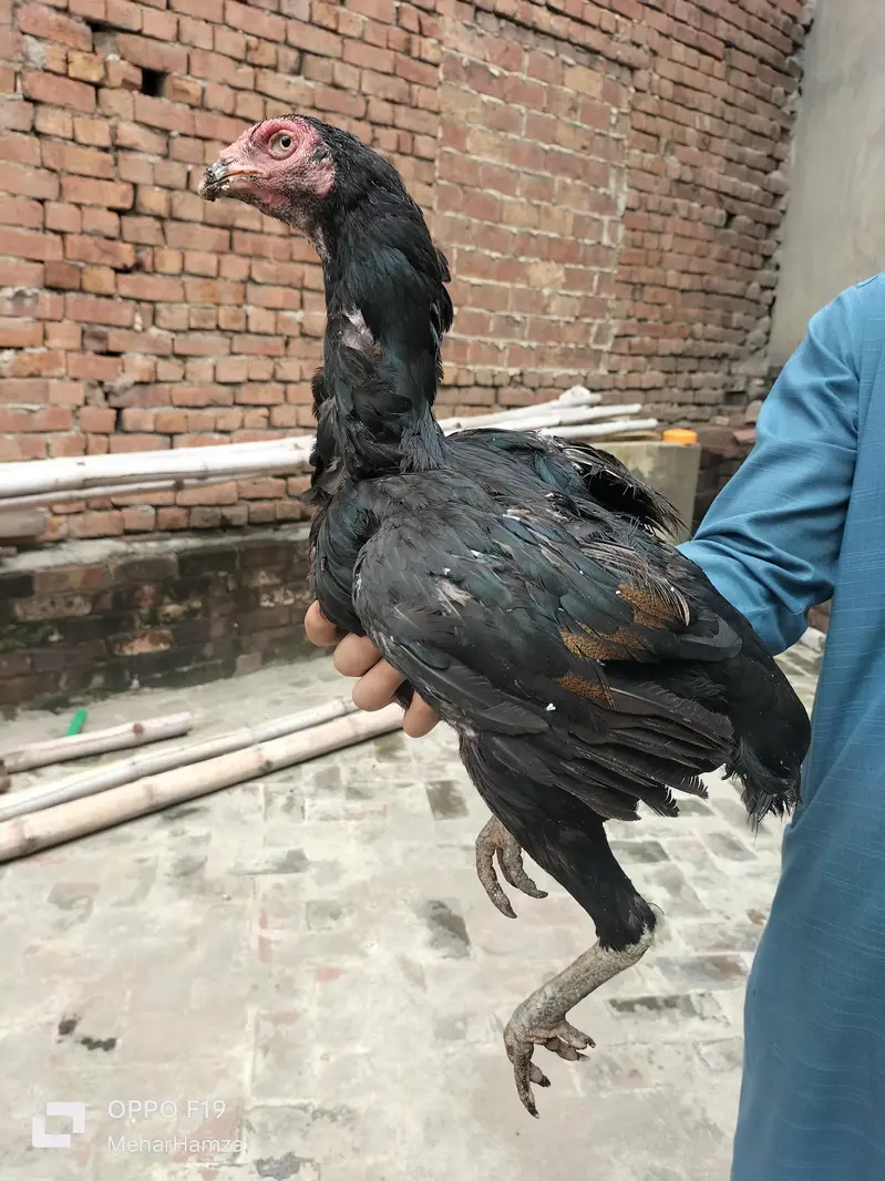 pure aseel breeed  quality Thai + pkoy hens — photo 7